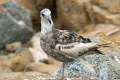 20_patterson_048