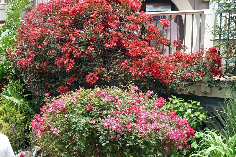 22_carmel_017.jpg