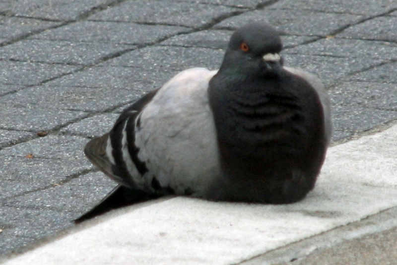 24_sasalito_002.jpg
