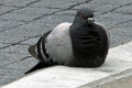 24_sasalito_002