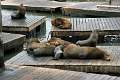 24_sasalito_008