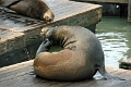 24_sasalito_012