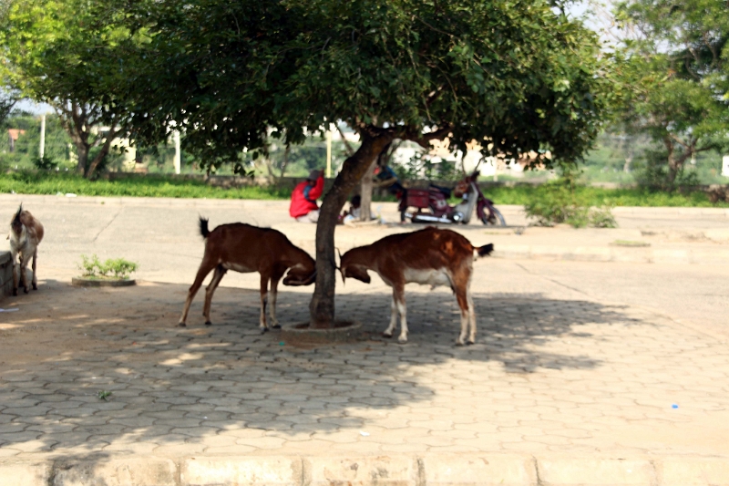 01_rathas_031.jpg