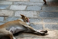 07_temple_de_gangaikonchooiapuram_002