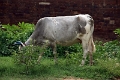 13_temple_de_brihadishivara_003