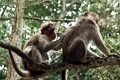 20_periyar_tiger_reserve_001