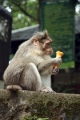 20_periyar_tiger_reserve_005