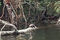 20_periyar_tiger_reserve_008