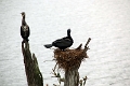 20_periyar_tiger_reserve_027