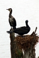 20_periyar_tiger_reserve_028