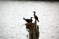 20_periyar_tiger_reserve_030
