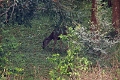 20_periyar_tiger_reserve_037