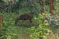 20_periyar_tiger_reserve_039