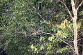 20_periyar_tiger_reserve_041