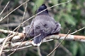 20_periyar_tiger_reserve_042