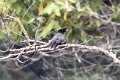 20_periyar_tiger_reserve_044