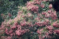 20_periyar_tiger_reserve_047