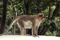 20_periyar_tiger_reserve_054