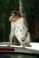 20_periyar_tiger_reserve_055