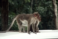 20_periyar_tiger_reserve_056