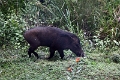 20_periyar_tiger_reserve_057