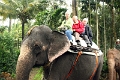 21_promenade_a_dos-elephant_002