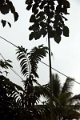 21_promenade_a_dos-elephant_010