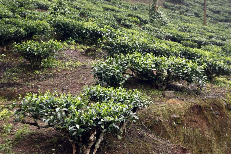 22_plantation_the_001.jpg