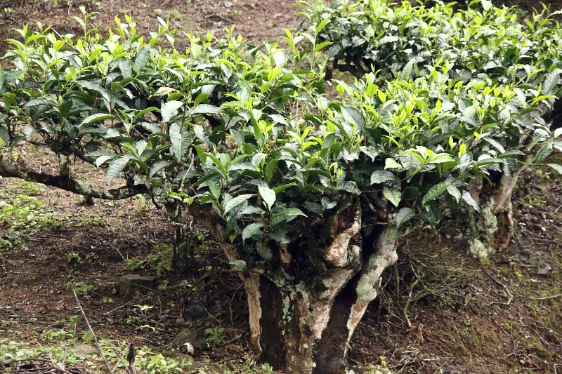 22_plantation_the_002.jpg