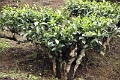 22_plantation_the_002