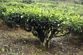 22_plantation_the_003