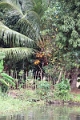 25_promenade_en_backwaters_026