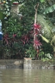 25_promenade_en_backwaters_068