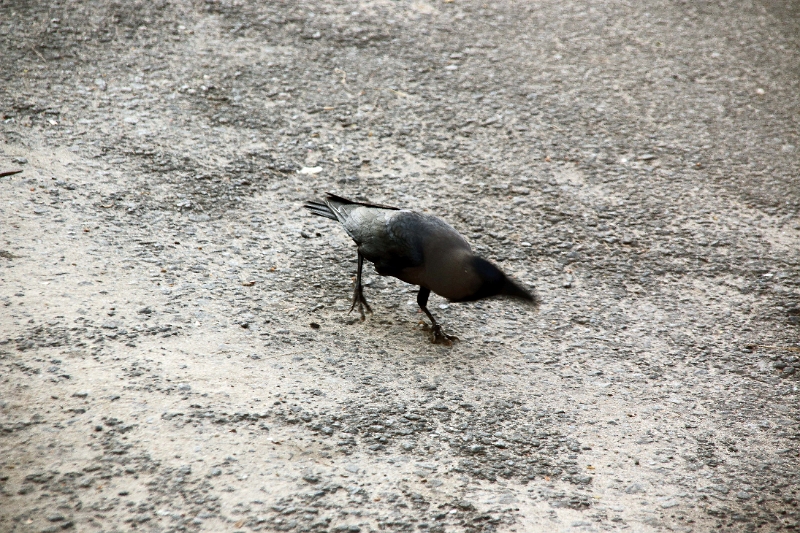 31_marche_cochin_001.jpg