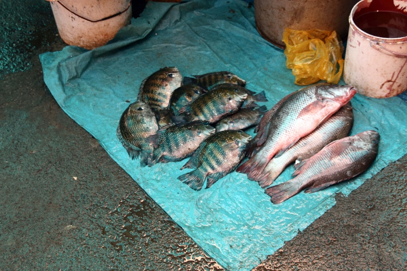 31_marche_cochin_026.jpg