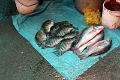 31_marche_cochin_026