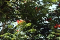 35_toy_train_039