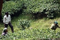 37_cueillette_the_004