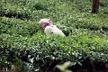 37_cueillette_the_005