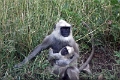 39_traversee_parc_animalier_001