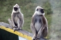 39_traversee_parc_animalier_002