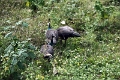 39_traversee_parc_animalier_006