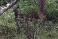 39_traversee_parc_animalier_008