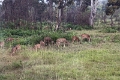 39_traversee_parc_animalier_010