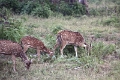 39_traversee_parc_animalier_014