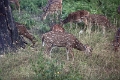 39_traversee_parc_animalier_015