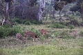 39_traversee_parc_animalier_016