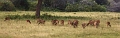 39_traversee_parc_animalier_017