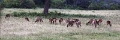 39_traversee_parc_animalier_018