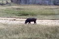 39_traversee_parc_animalier_019